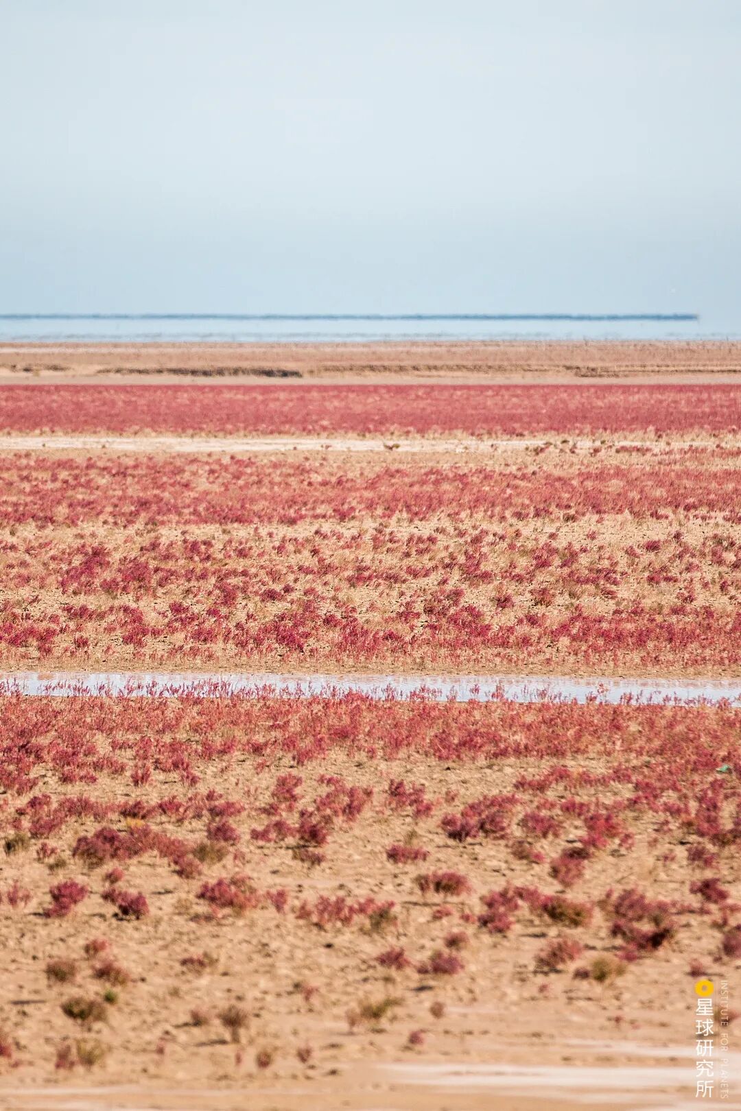 Image related to Explore China's Wetlands: A Journey Through Nature's Wonders