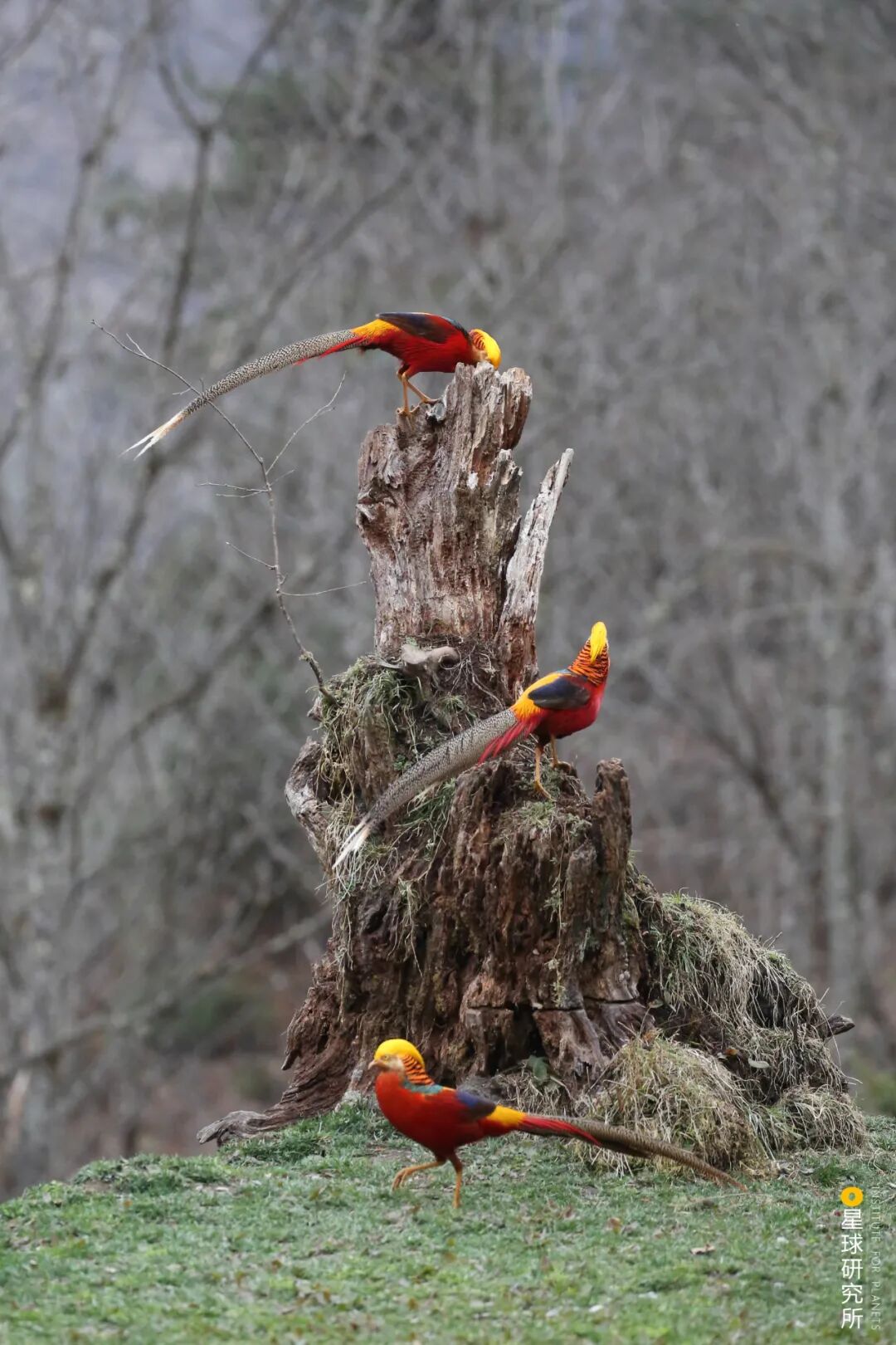 Image related to Where Did Sichuan Come From?