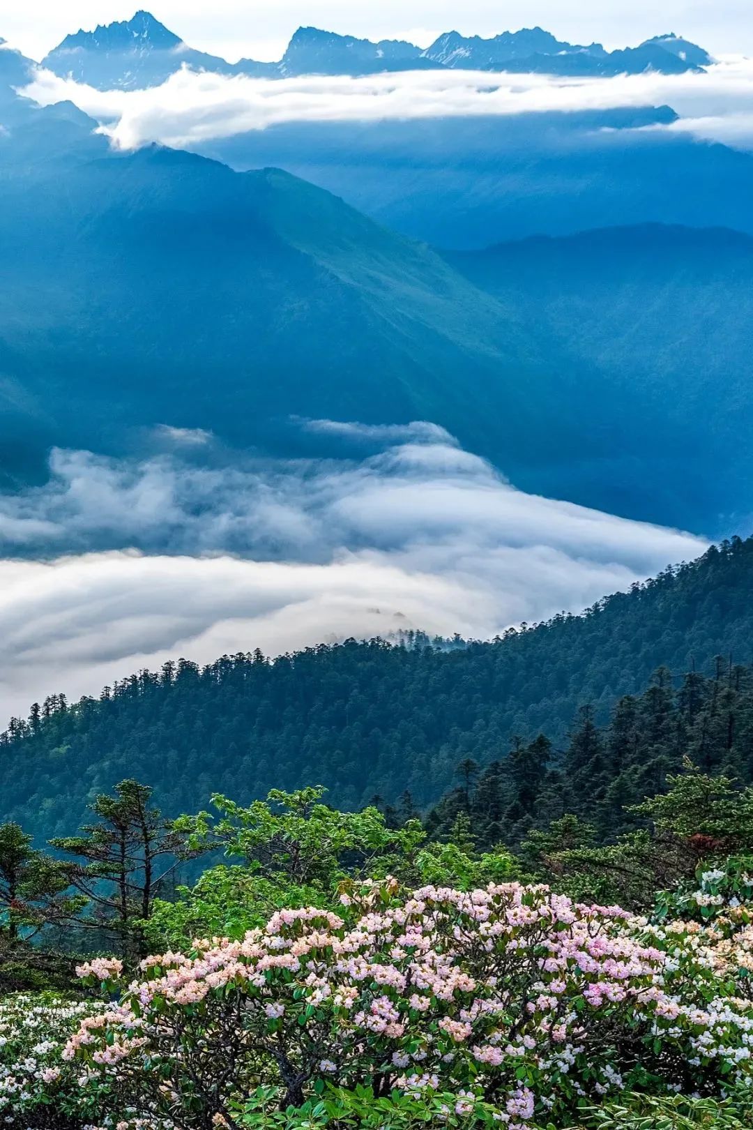 Image related to Where Did Sichuan Come From?