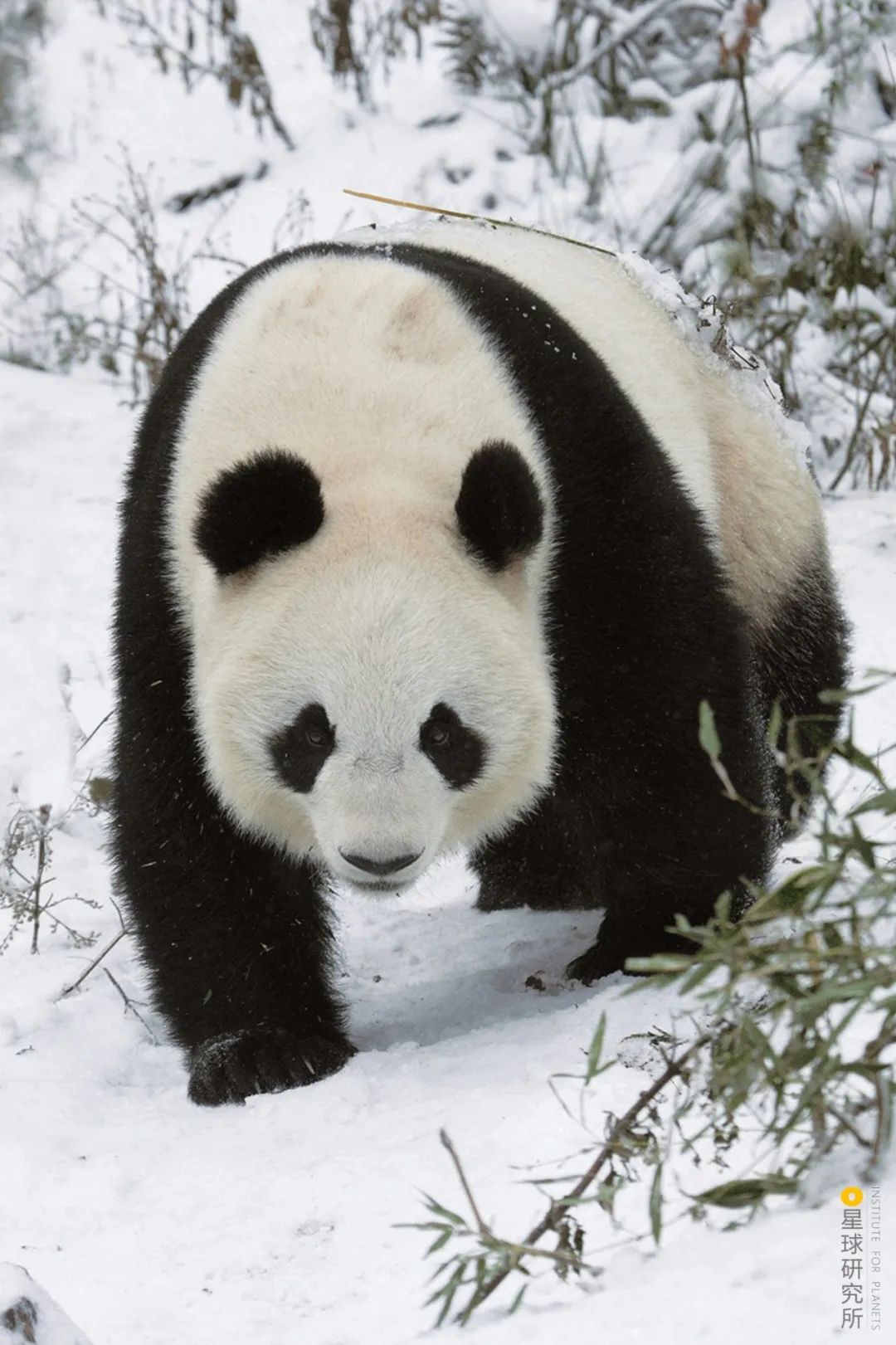 Image related to Where Did Sichuan Come From?