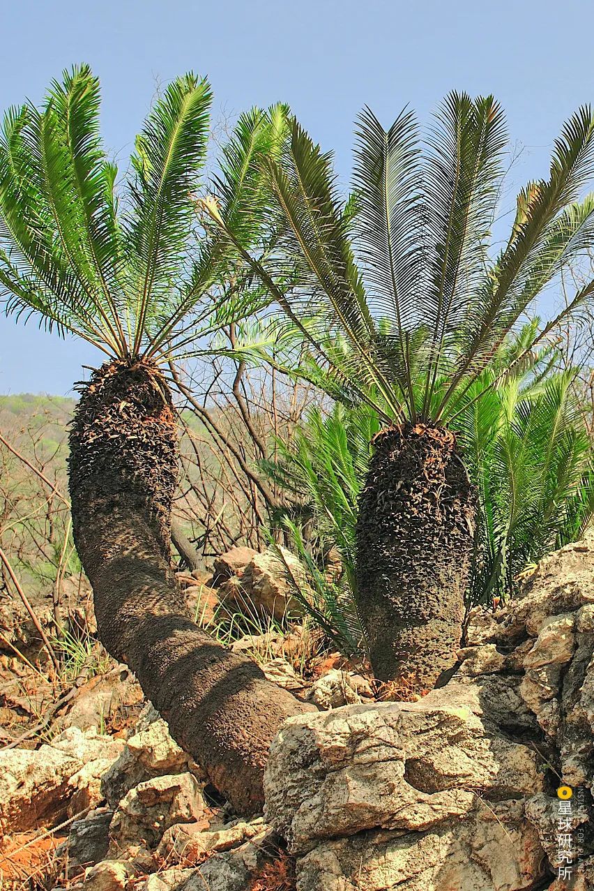 Image related to Where Did Sichuan Come From?