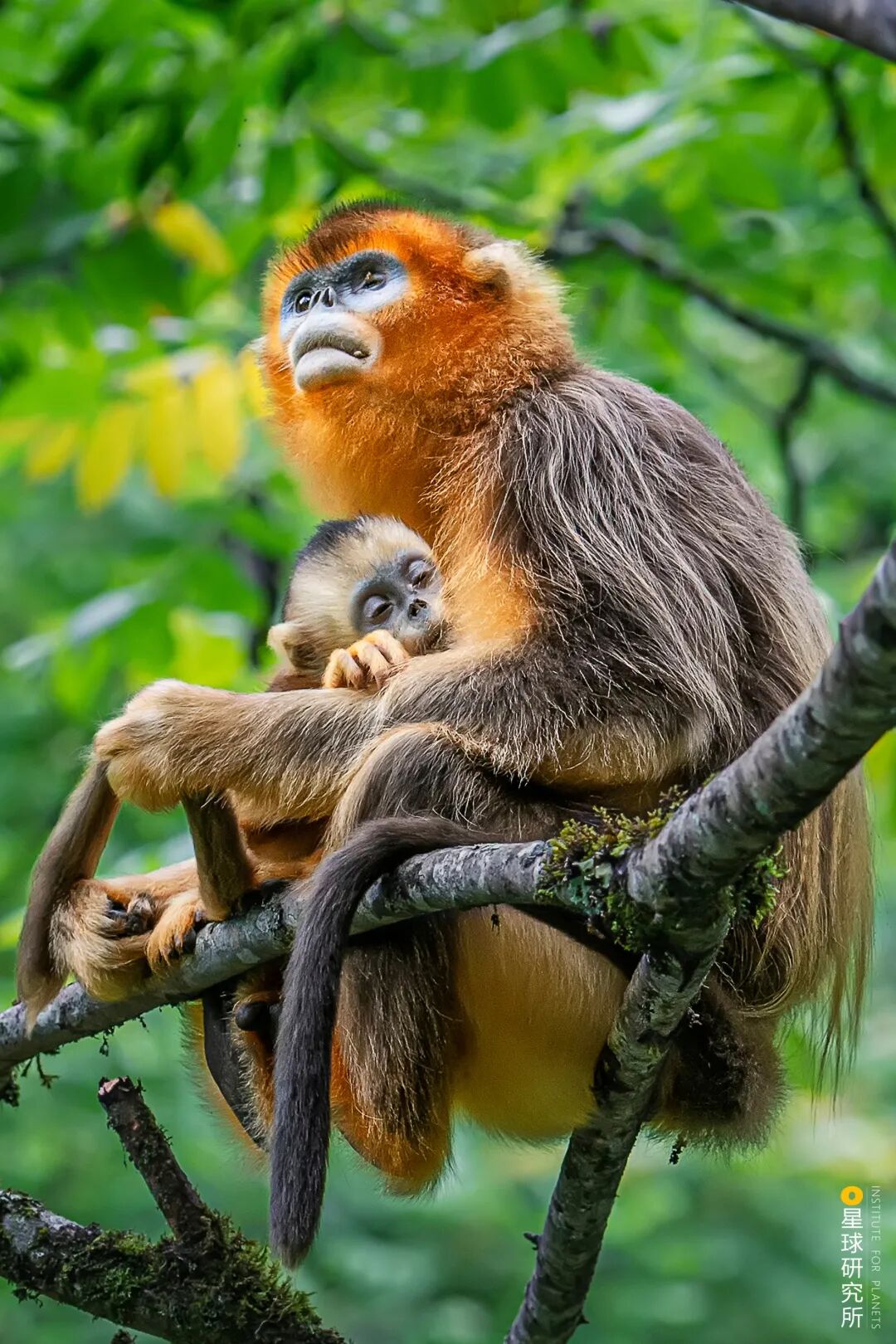 Image related to Where Did Sichuan Come From?