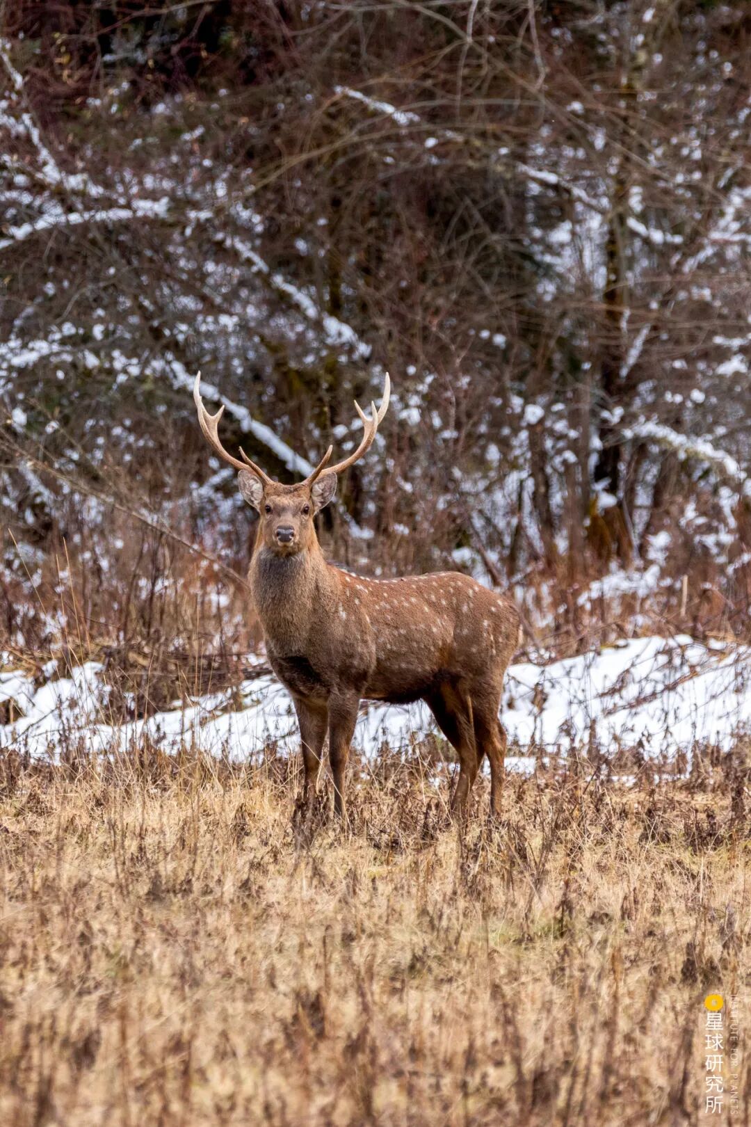 Image related to Where Did Sichuan Come From?
