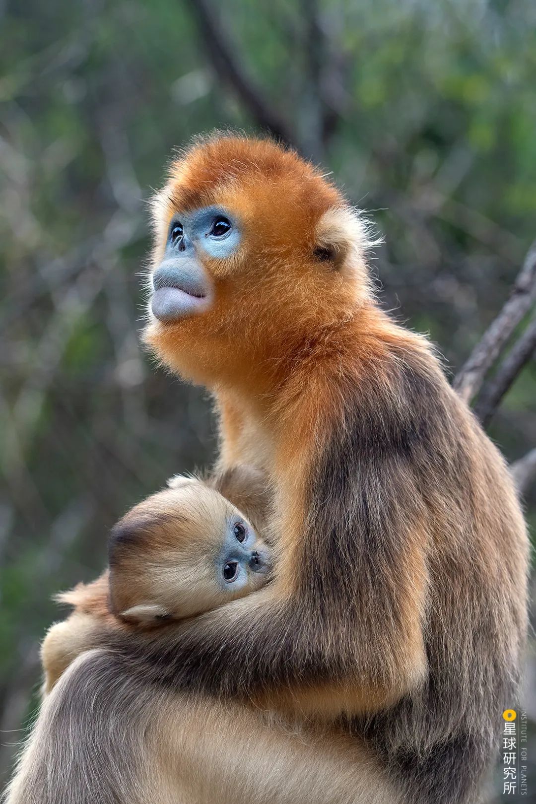 Image related to Where Did Sichuan Come From?