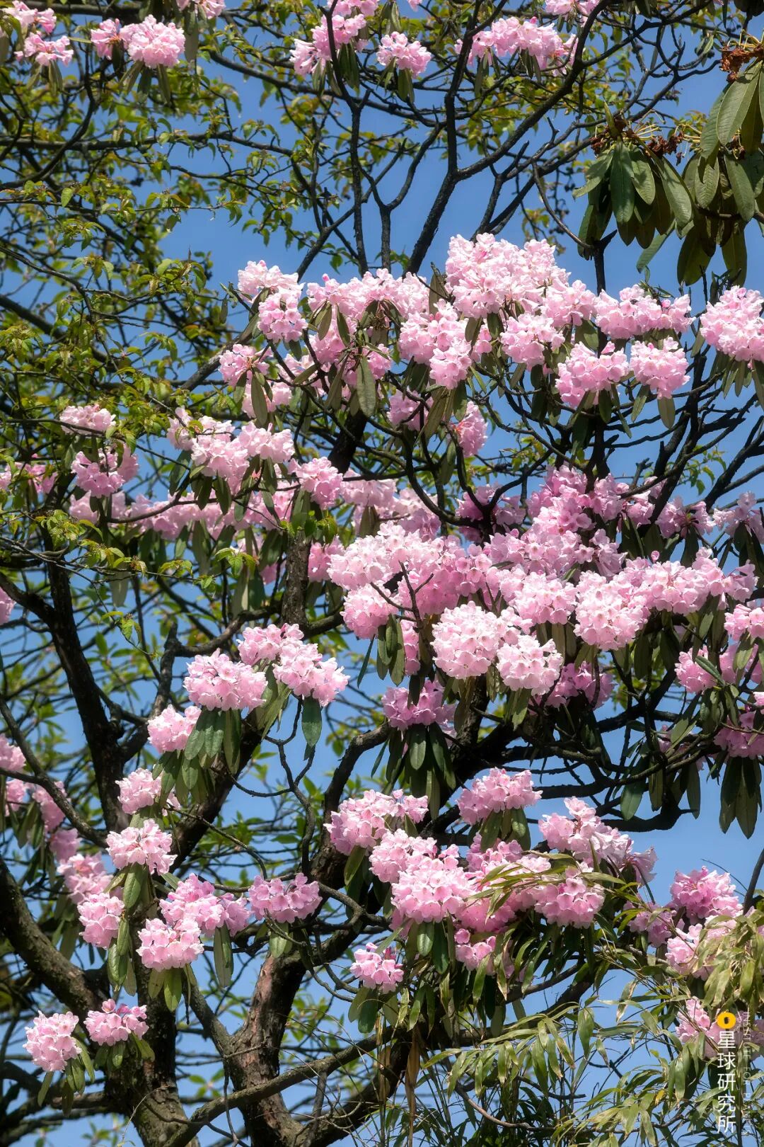 Image related to Where Did Sichuan Come From?