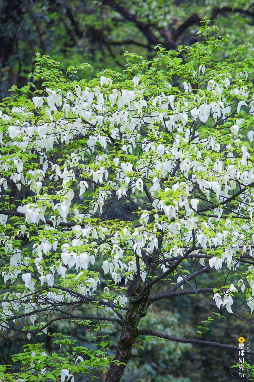 Image related to Where Did Sichuan Come From?