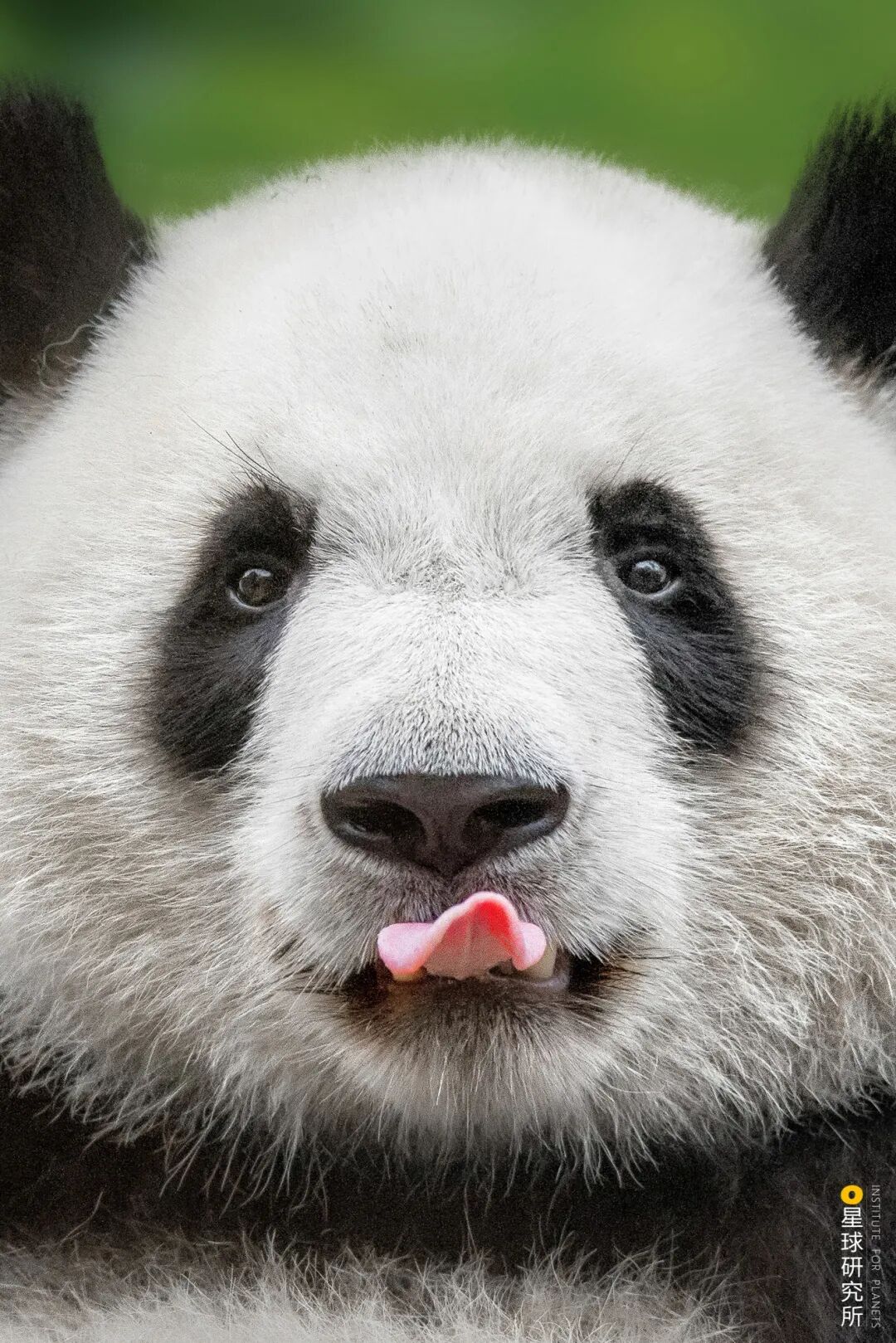 Image related to Where Did Sichuan Come From?