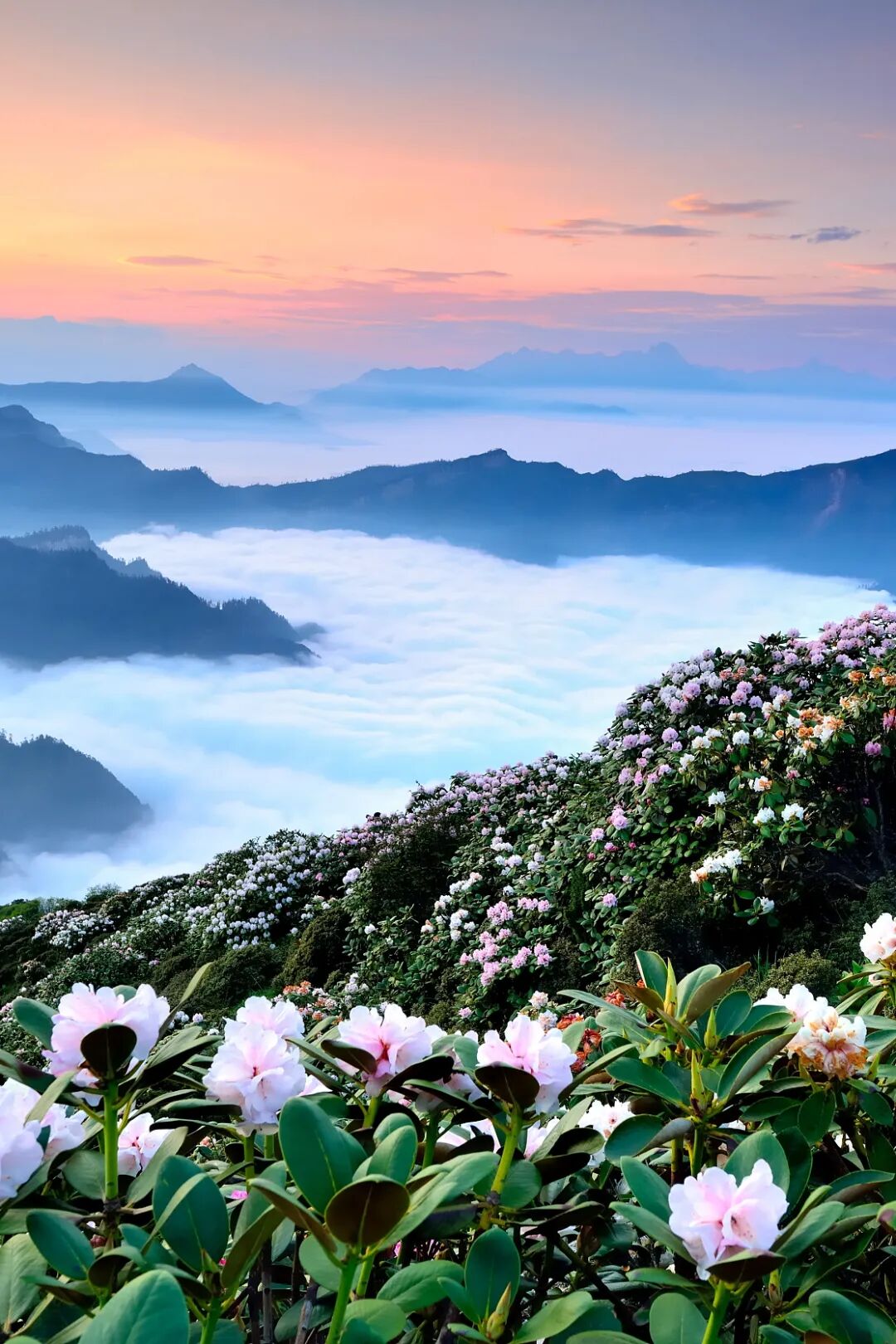 Image related to Where Did Sichuan Come From?