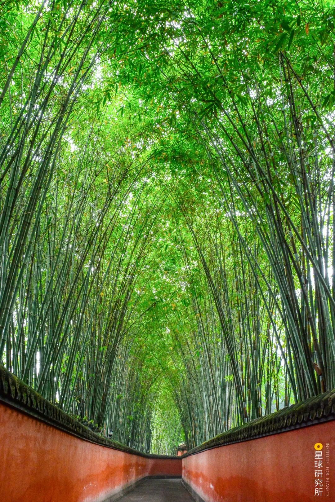 Image related to Where Did Sichuan Come From?