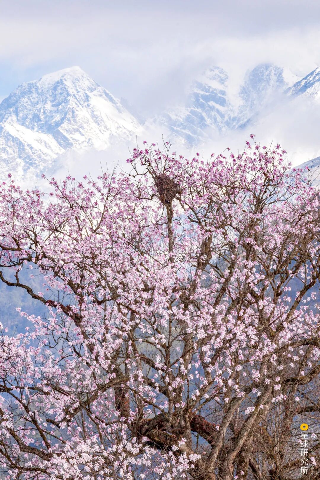 Image related to Where Did Sichuan Come From?