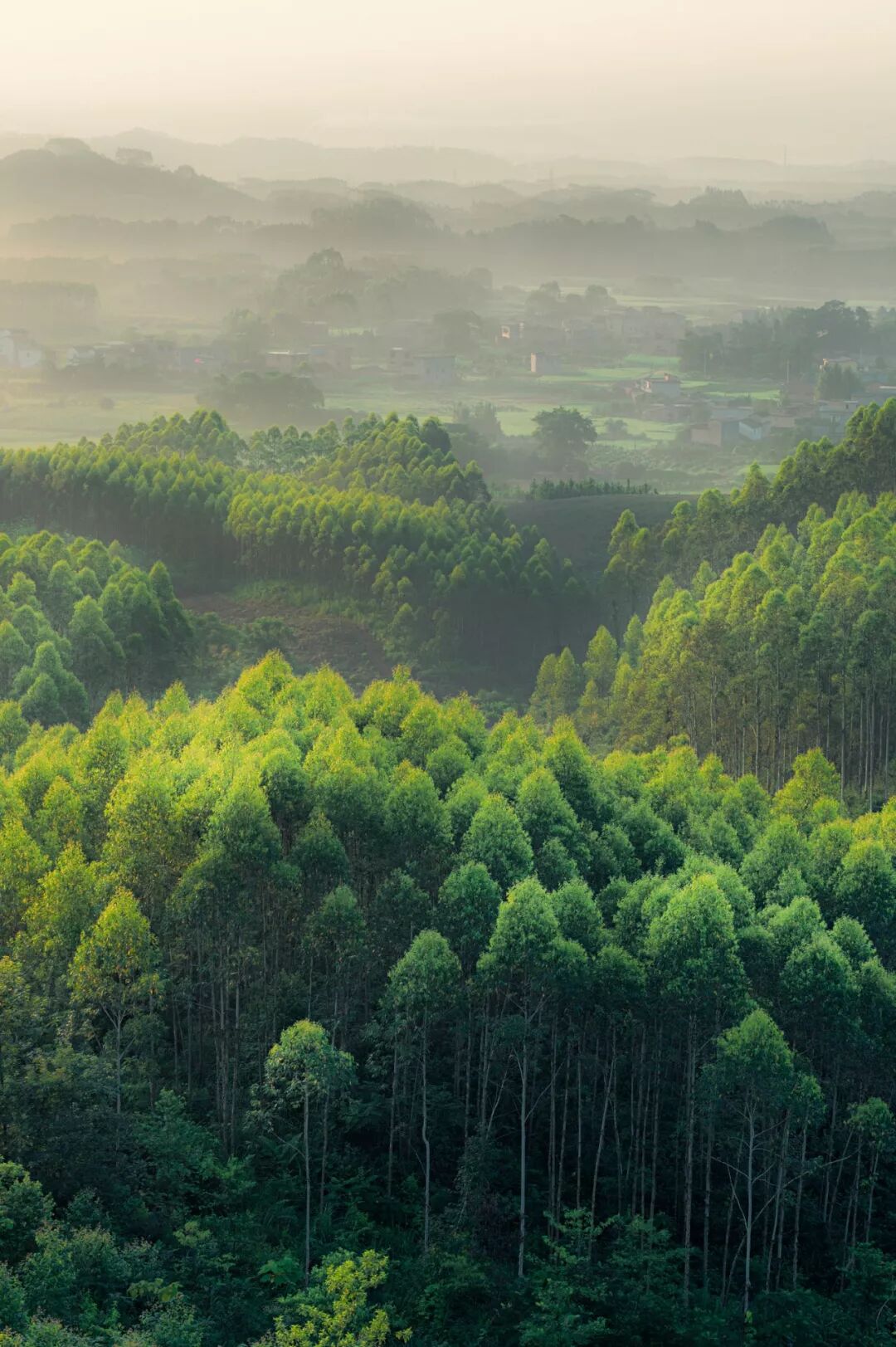 Image related to What Are the Key Differences Between Northern and Southern China?