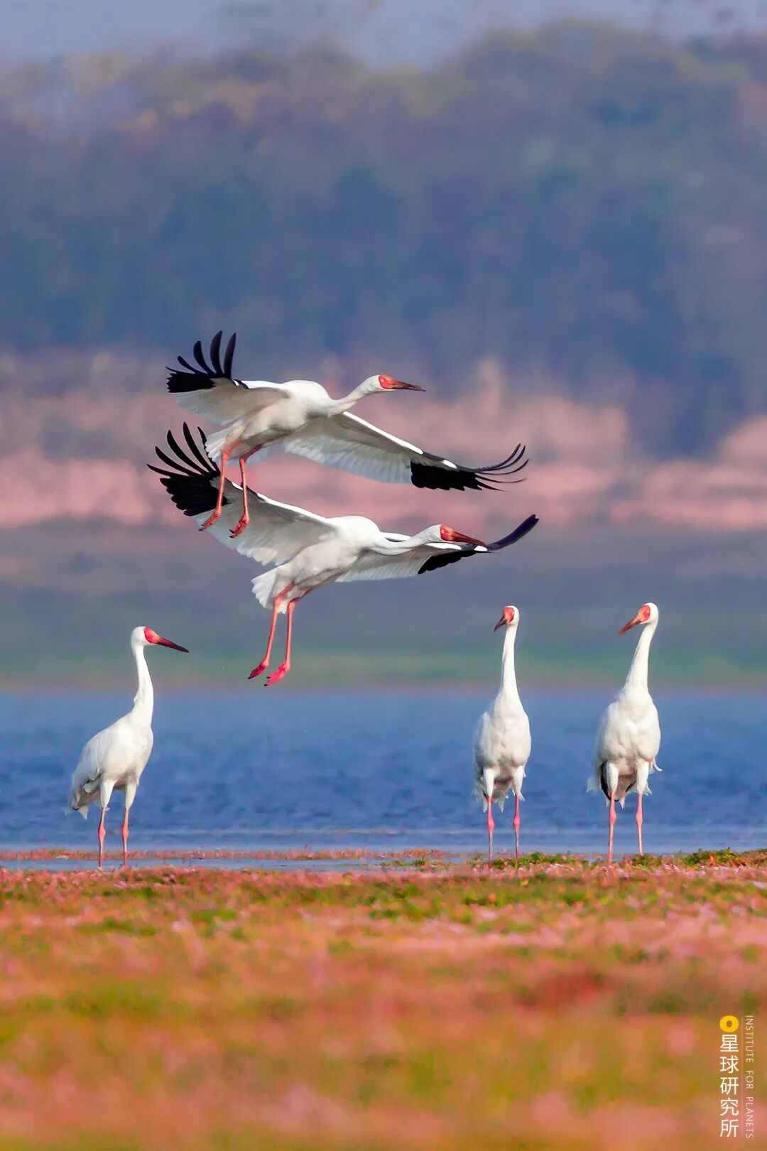 Image related to Visit Jiangxi for Poyang Lake!