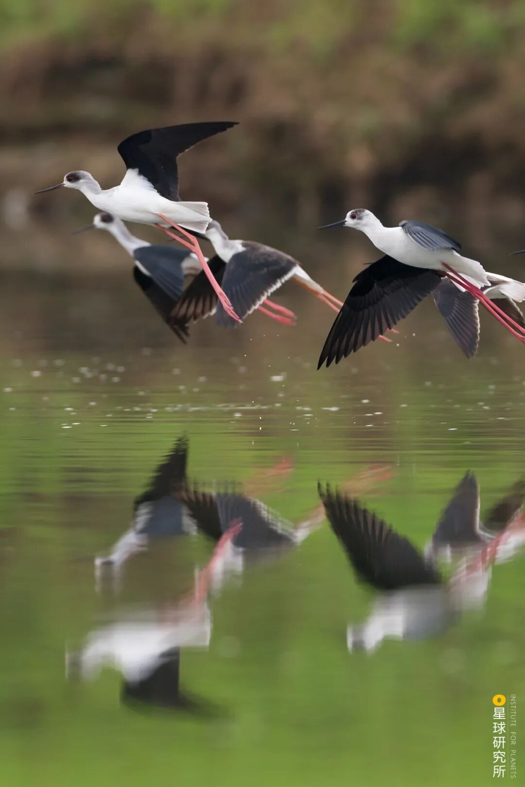 Image related to Visit Jiangxi for Poyang Lake!