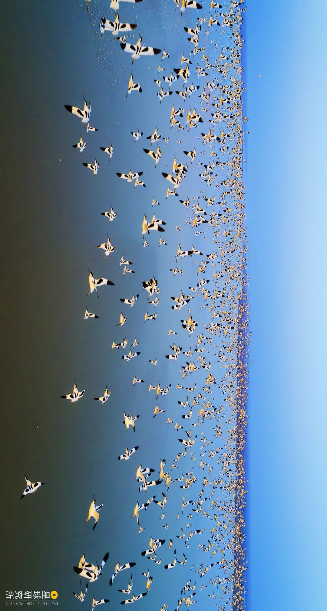 Image related to Visit Jiangxi for Poyang Lake!