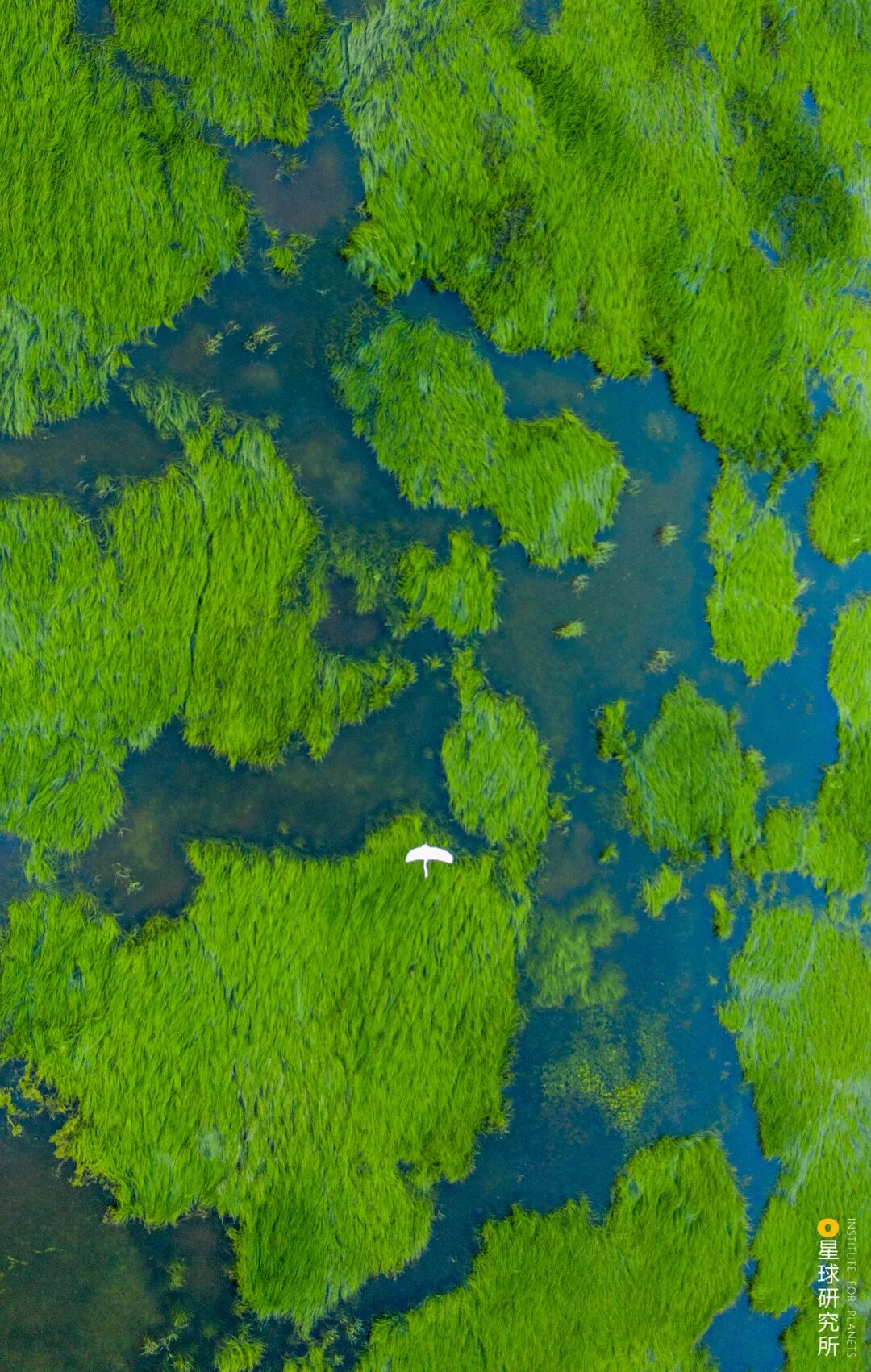 Image related to Visit Jiangxi for Poyang Lake!