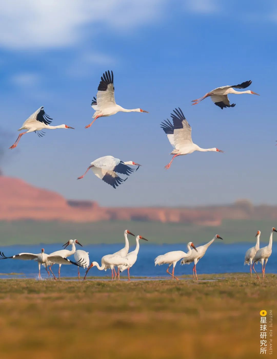 Image related to Visit Jiangxi for Poyang Lake!