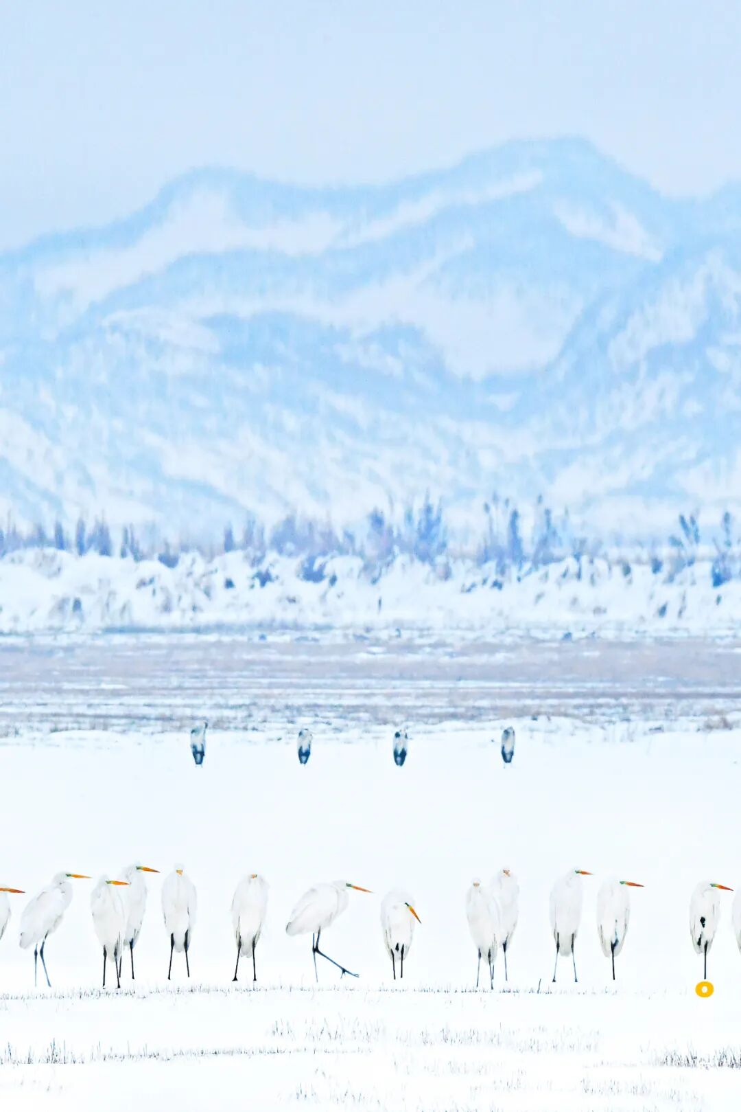 Image related to Visit Jiangxi for Poyang Lake!