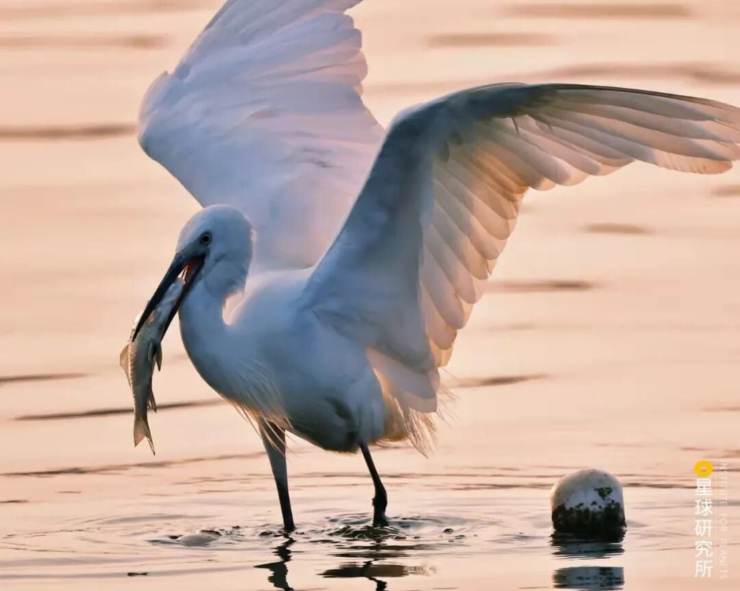 Image related to Visit Jiangxi for Poyang Lake!