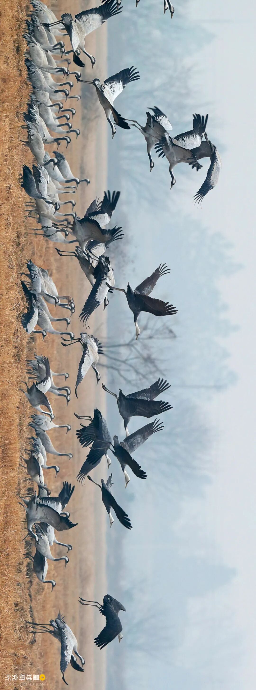 Image related to Visit Jiangxi for Poyang Lake!
