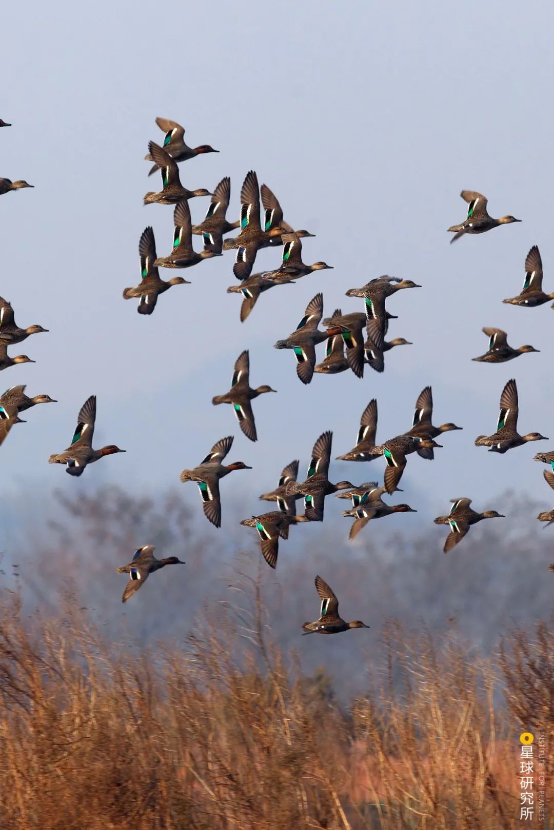 Image related to Visit Jiangxi for Poyang Lake!