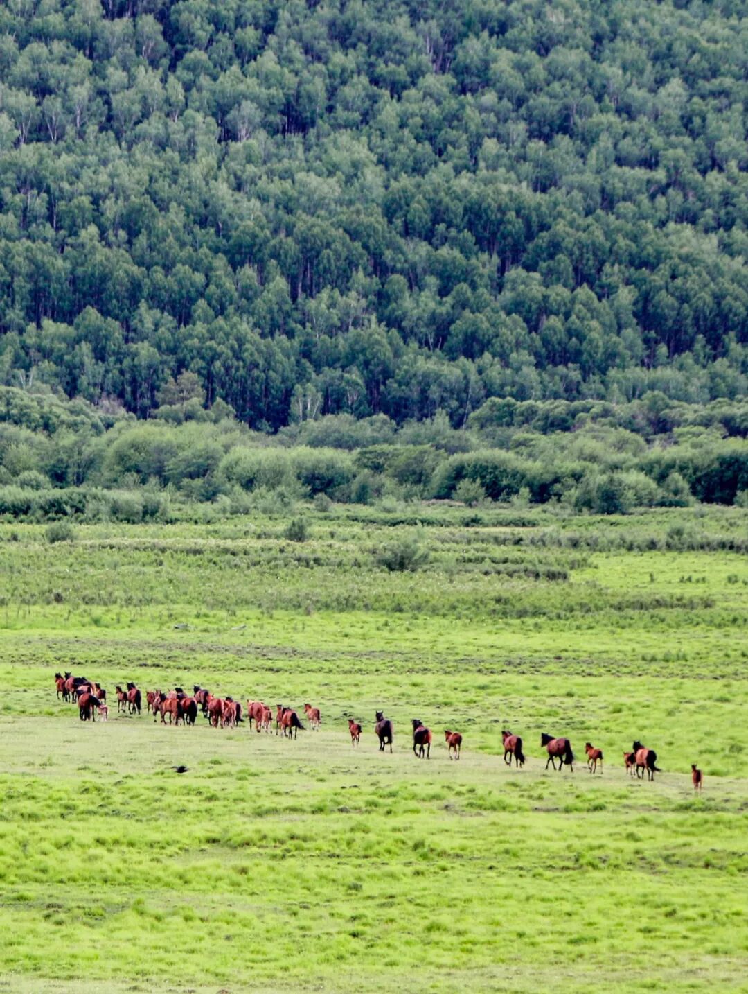 Image related to Who is the Top of China's Grasslands?