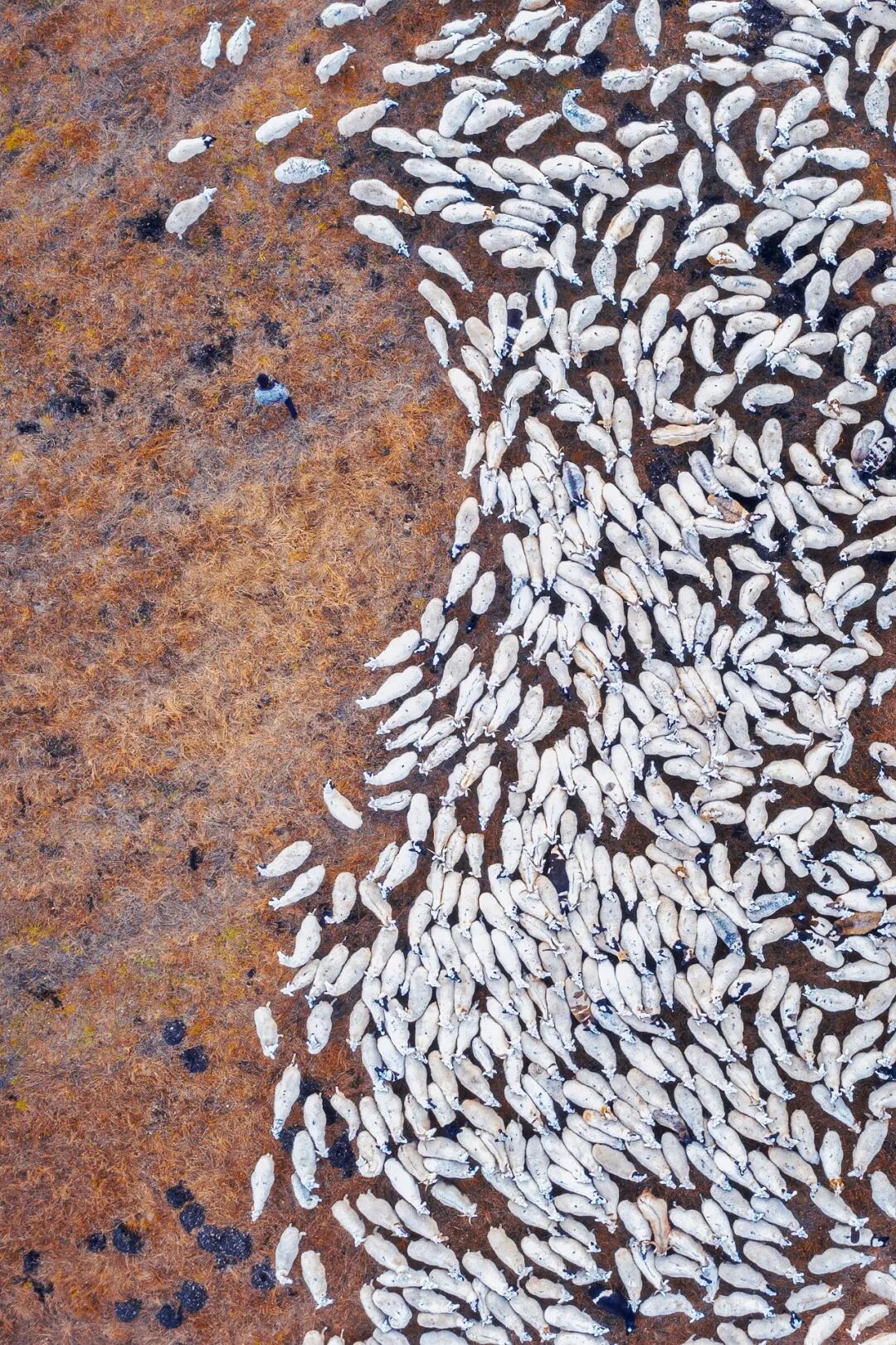 Image related to Who is the Top of China's Grasslands?