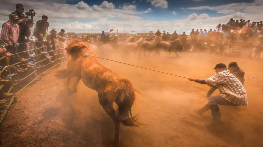 Image related to Who is the Top of China's Grasslands?