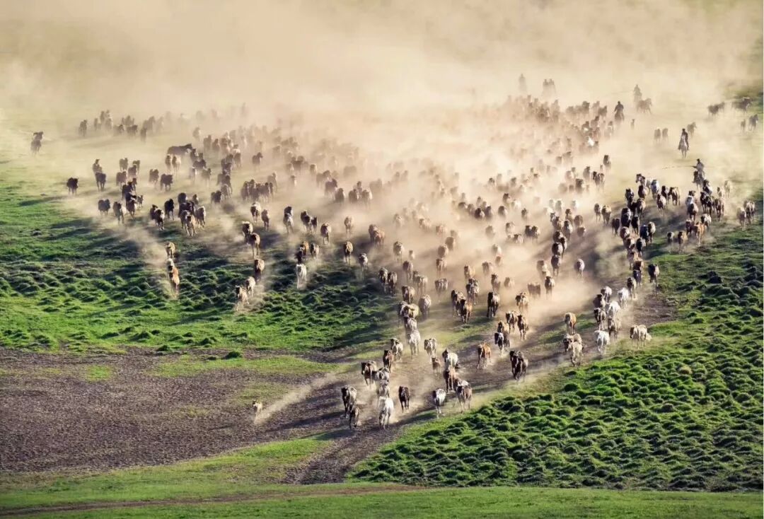Image related to Who is the Top of China's Grasslands?