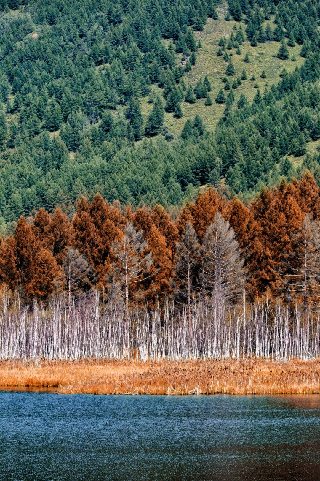 Image related to Who is the Top of China's Grasslands?