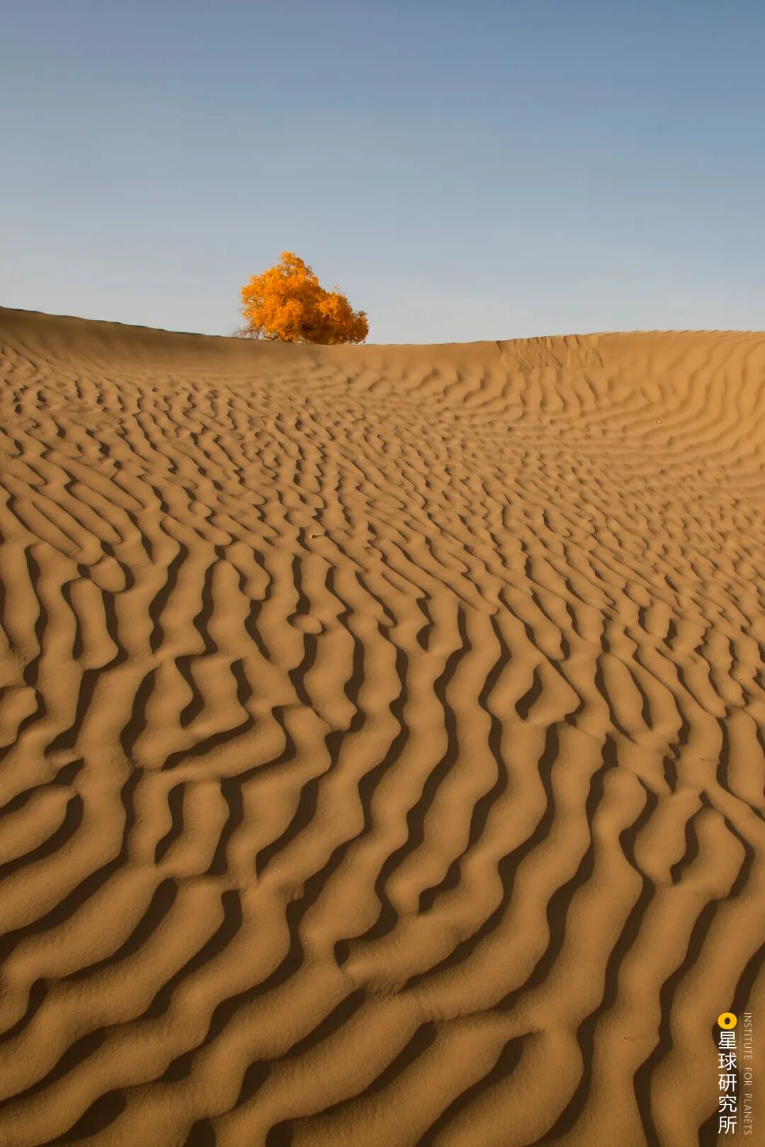 Image related to China's Vast 12 Percent
