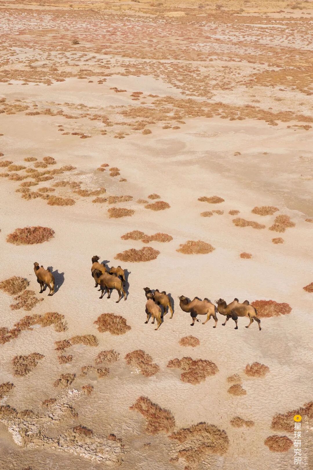 Image related to China's Vast 12 Percent