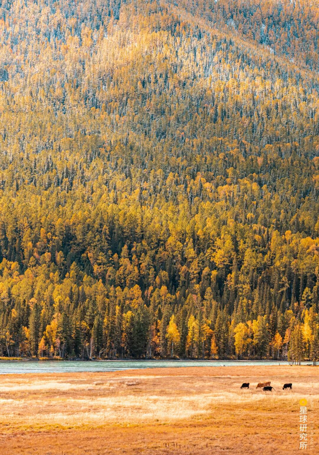 Image related to This Autumn, Head to Northern Xinjiang!
