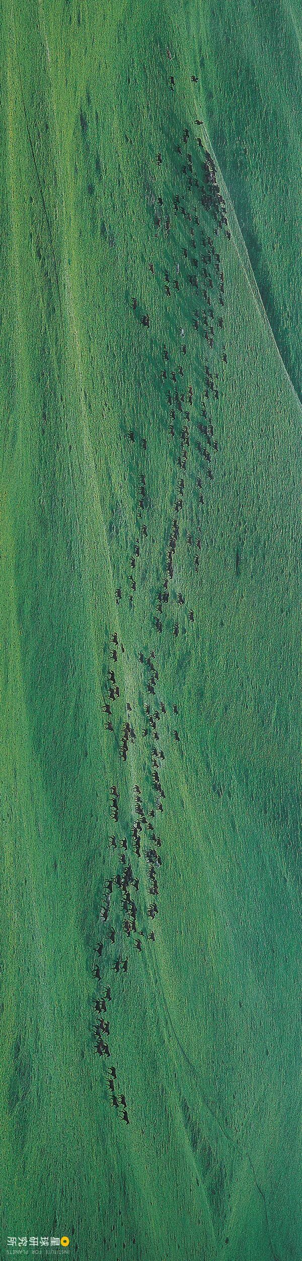 Image related to This Autumn, Head to Northern Xinjiang!