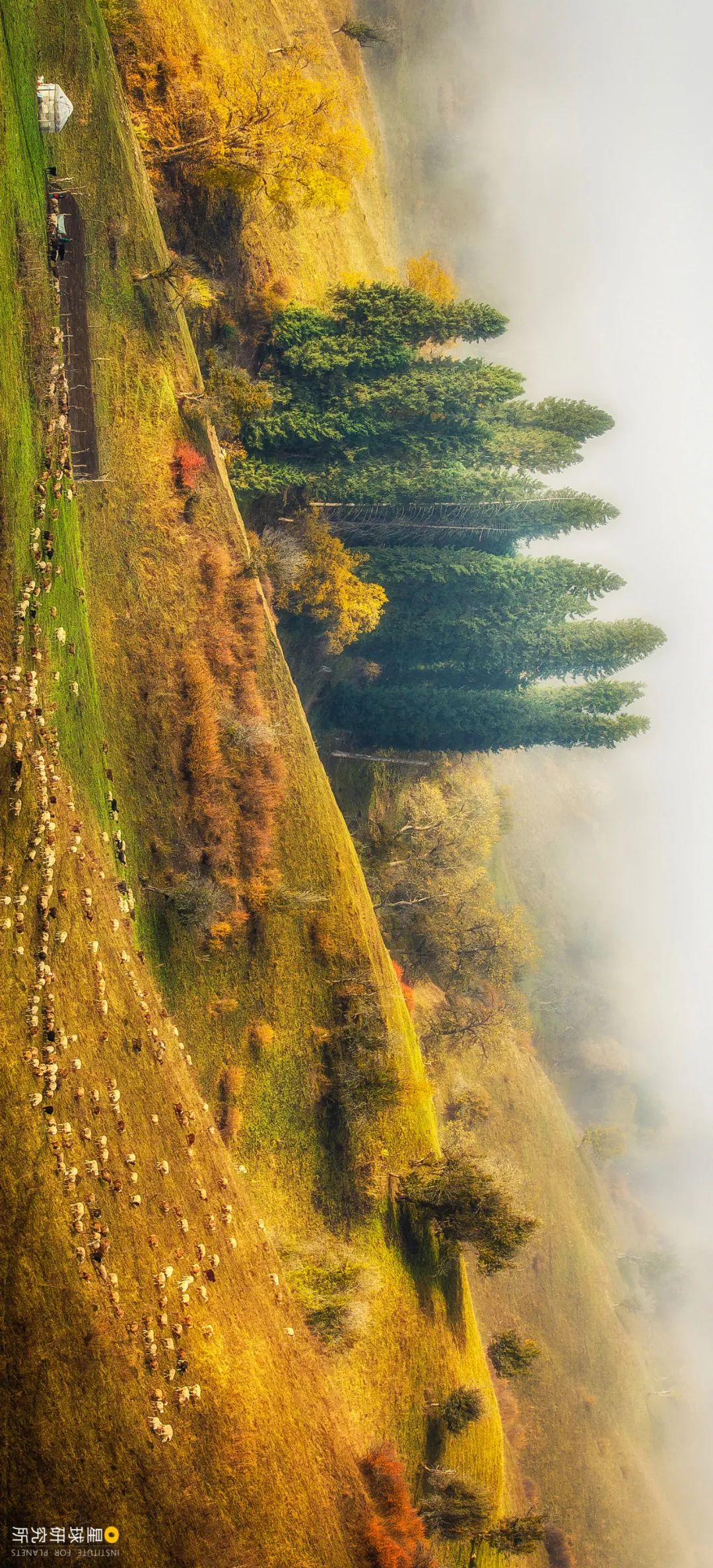 Image related to This Autumn, Head to Northern Xinjiang!
