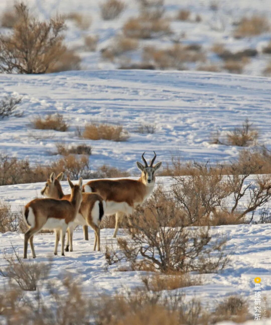 Image related to This Autumn, Head to Northern Xinjiang!