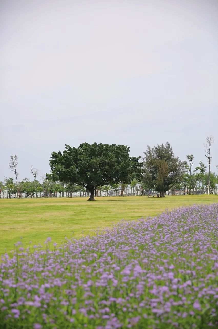 Image related to Hengqin Island in Zhuhai: A Dreamier Escape Than Disneyland! Hot Springs Amidst Flower Fields and Ocean Parks—Endless Fun in One Trip