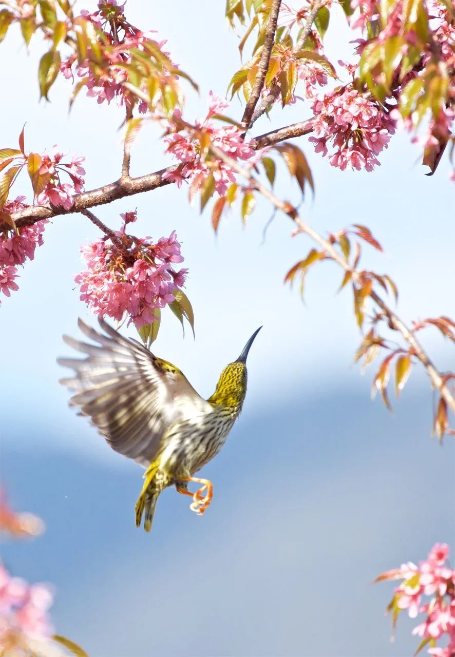 Image related to Baoshan, Yunnan: The Overlooked Slow City Quieter than Lijiang, as Charming as Xishuangbanna, and Perfect for a Summer Escape