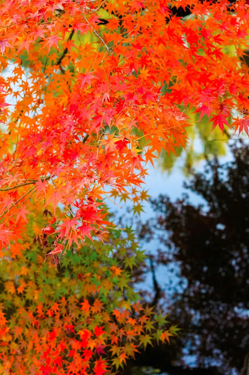 Image related to Suzhou in Verse: China's Most Serene Ancient City for Autumn Bliss