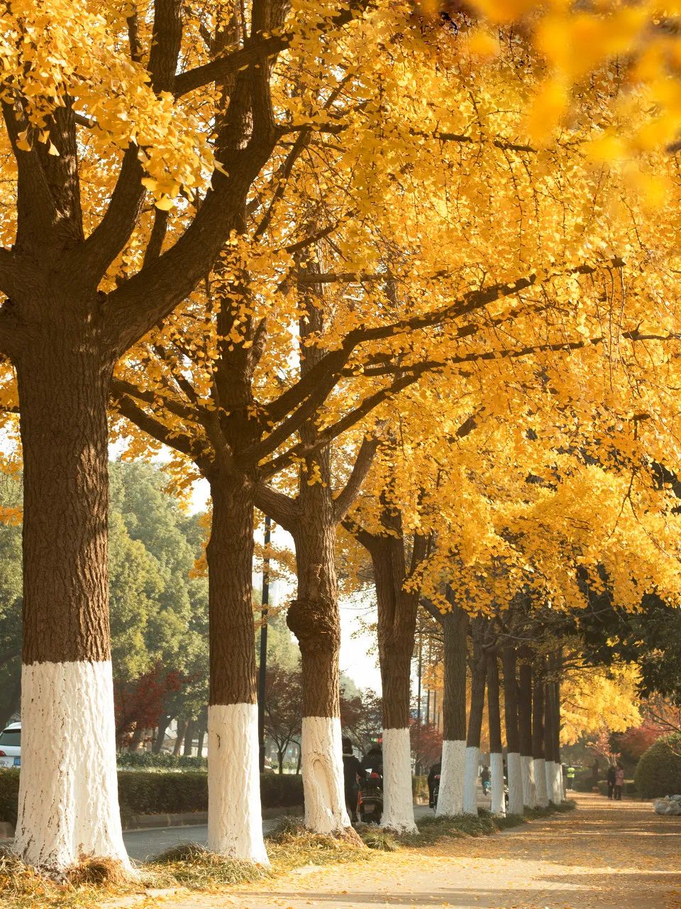 Image related to Suzhou in Verse: China's Most Serene Ancient City for Autumn Bliss