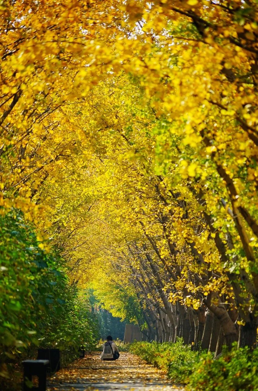 Image related to Suzhou in Verse: China's Most Serene Ancient City for Autumn Bliss