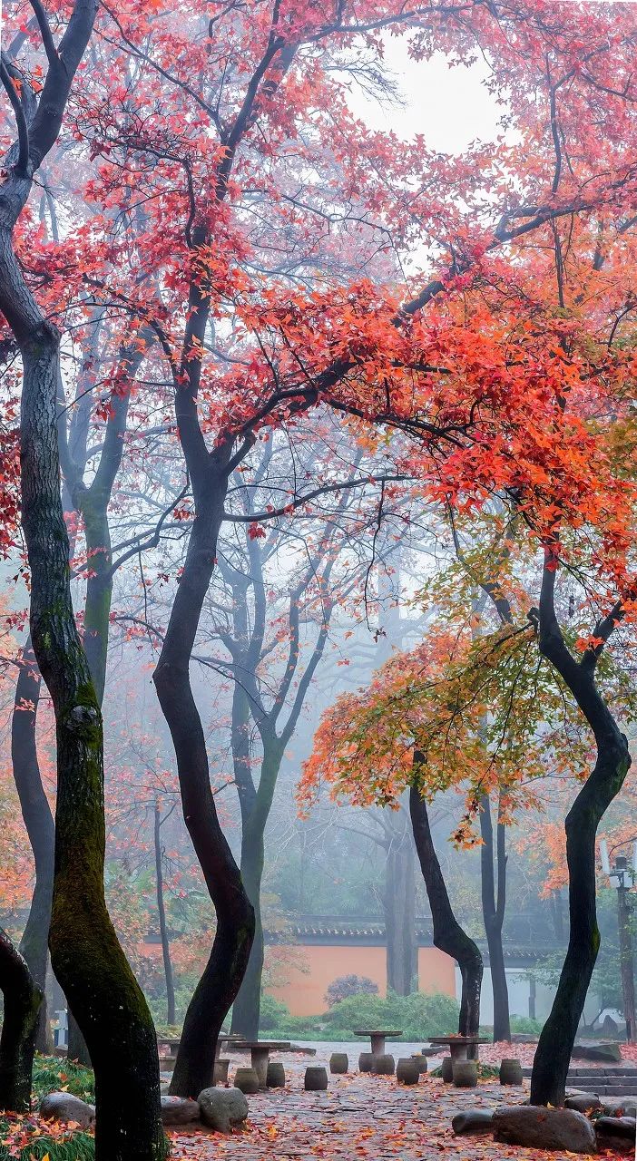 Image related to Suzhou in Verse: China's Most Serene Ancient City for Autumn Bliss