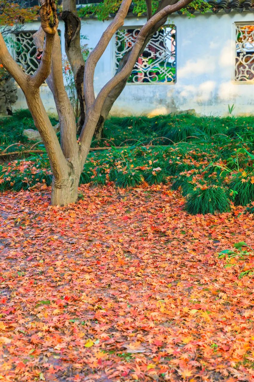 Image related to Suzhou in Verse: China's Most Serene Ancient City for Autumn Bliss