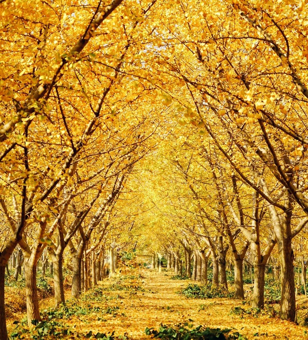 Image related to Suzhou in Verse: China's Most Serene Ancient City for Autumn Bliss