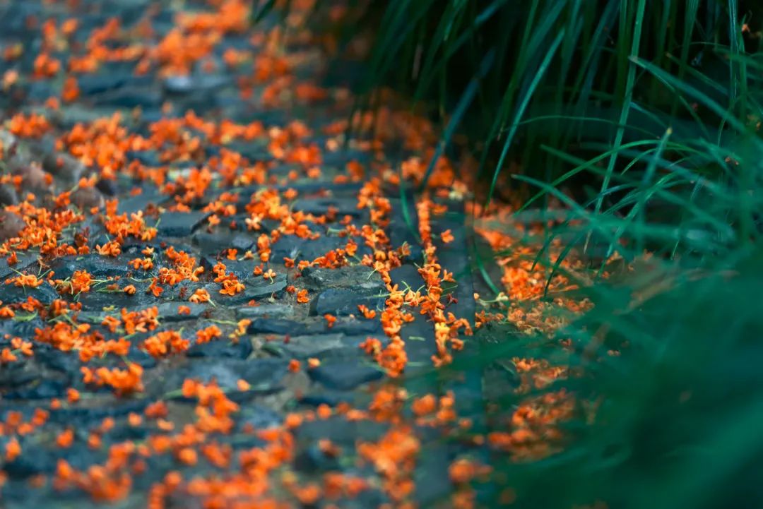 Image related to Suzhou in Verse: China's Most Serene Ancient City for Autumn Bliss