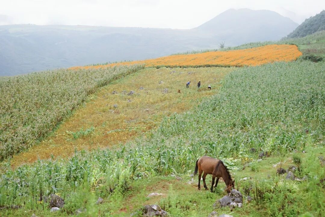 Image related to Wenshan: Yunnan's Scenic Slow-Paced Gem, Twice as Charming as Kunming Yet Half as Touristy as Lijiang