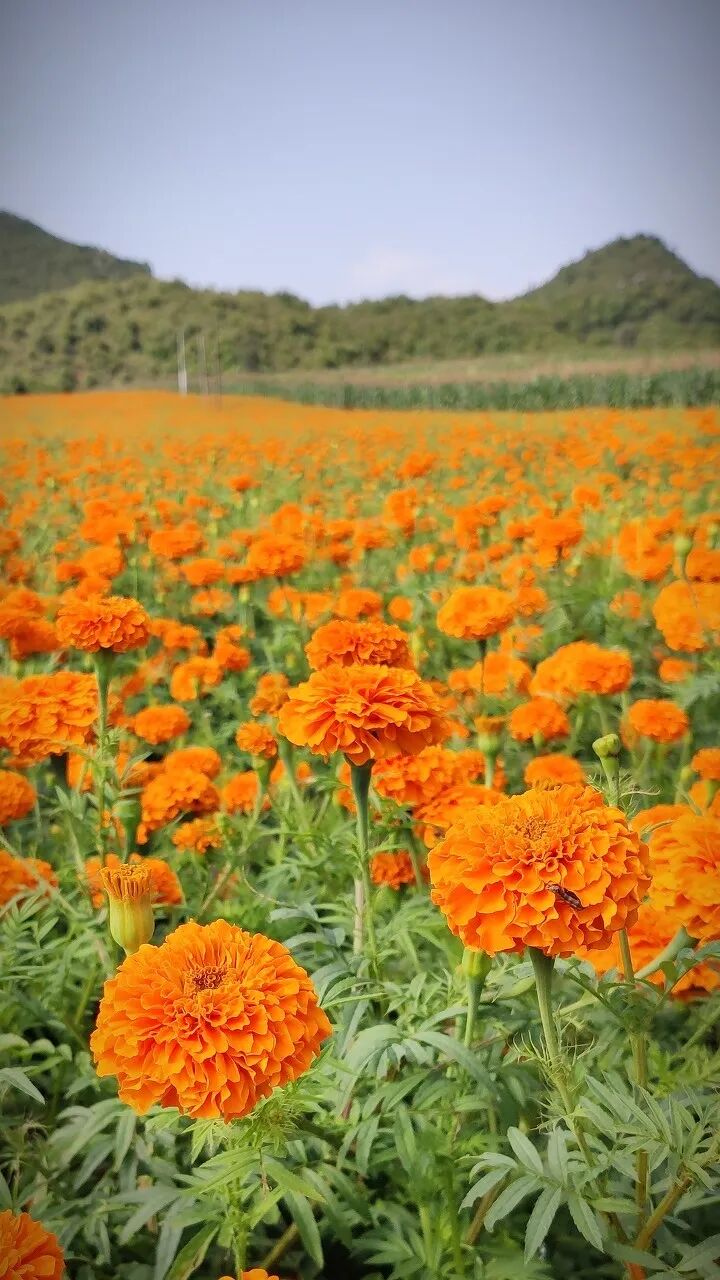 Image related to Wenshan: Yunnan's Scenic Slow-Paced Gem, Twice as Charming as Kunming Yet Half as Touristy as Lijiang