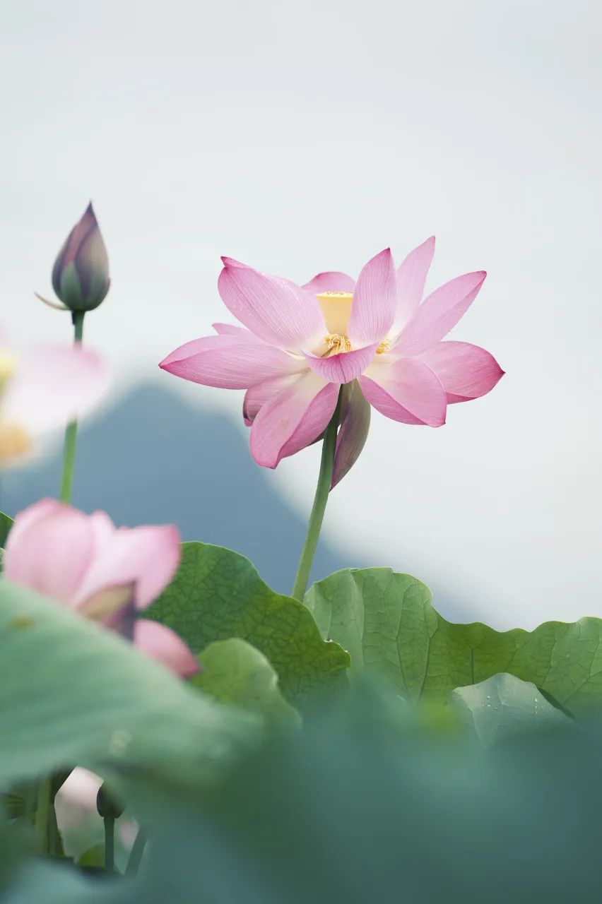 Image related to Wenshan: Yunnan's Scenic Slow-Paced Gem, Twice as Charming as Kunming Yet Half as Touristy as Lijiang