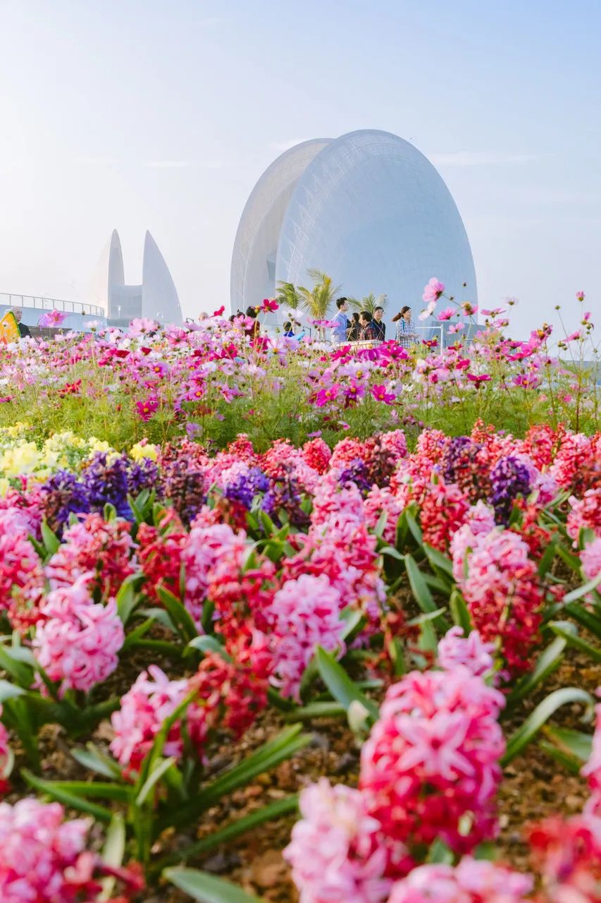 Image related to Hengqin Island in Zhuhai: A Dreamier Escape Than Disneyland! Hot Springs Amidst Flower Fields and Ocean Parks—Endless Fun in One Trip