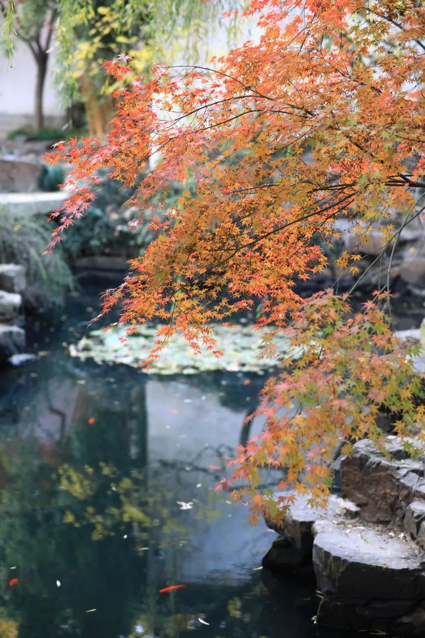 Image related to Suzhou in Verse: China's Most Serene Ancient City for Autumn Bliss