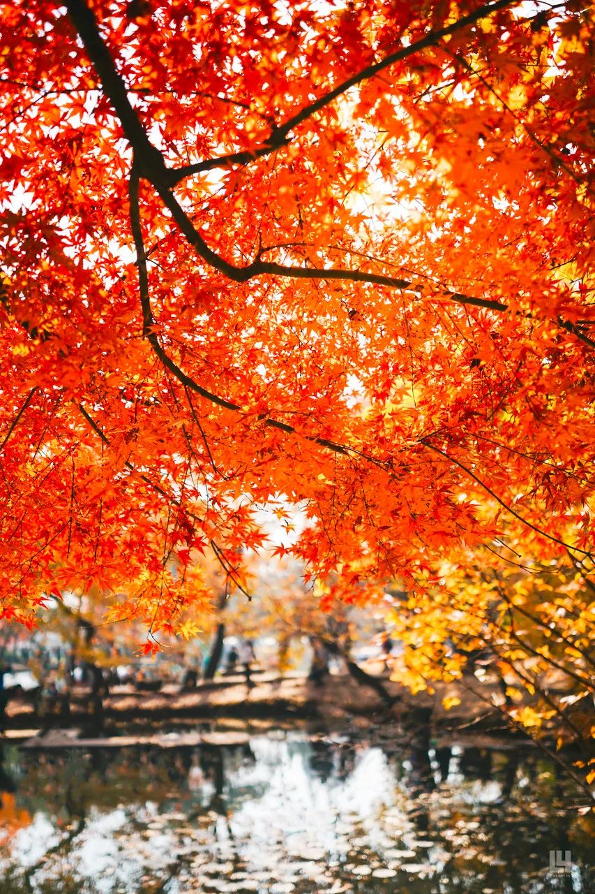 Image related to Suzhou in Verse: China's Most Serene Ancient City for Autumn Bliss